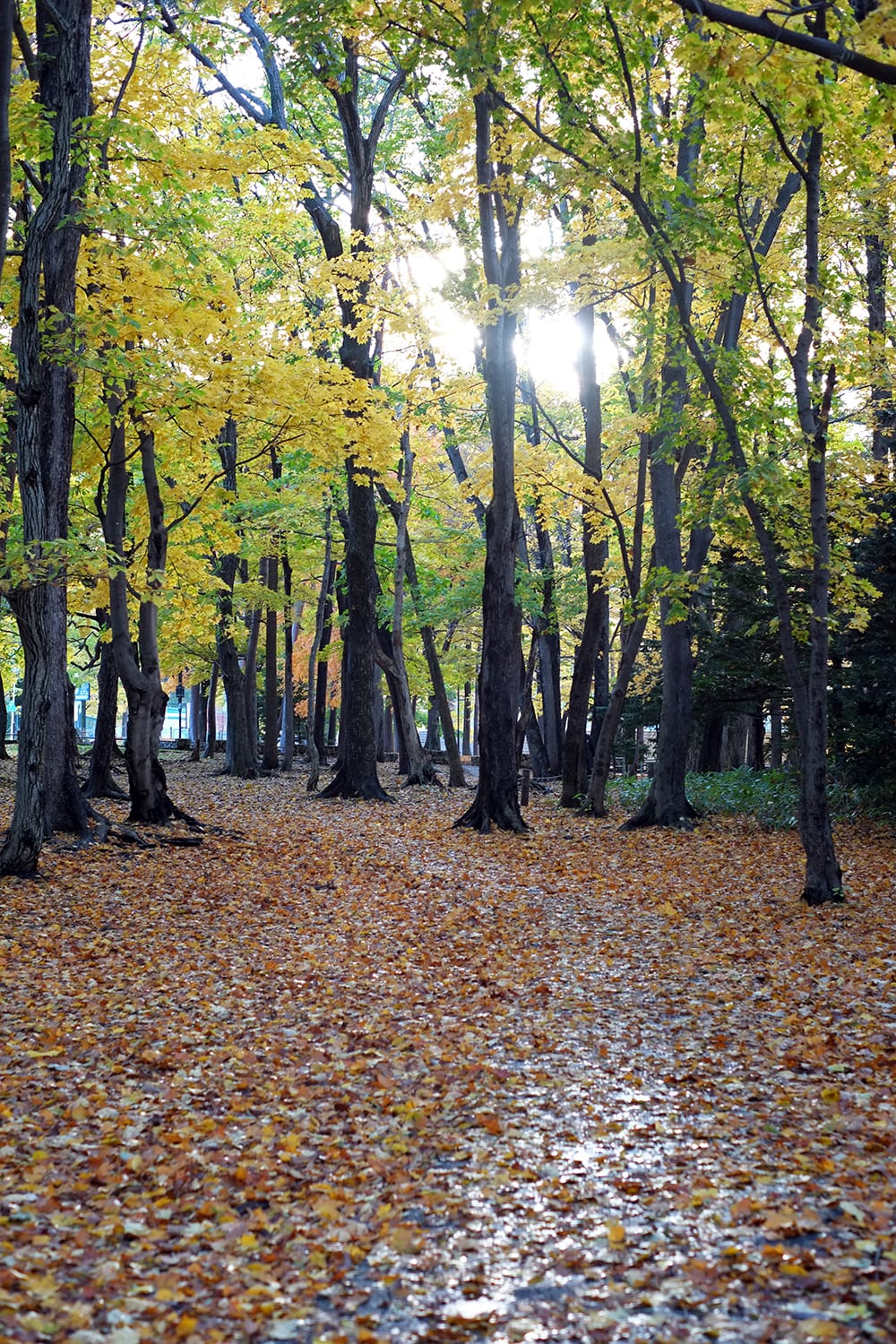 円山公園の遊歩道が落ち葉で隠れる