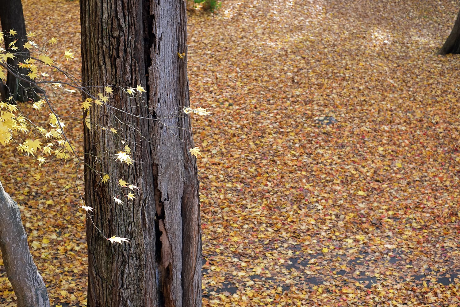 円山公園のヤマモミジの黄葉