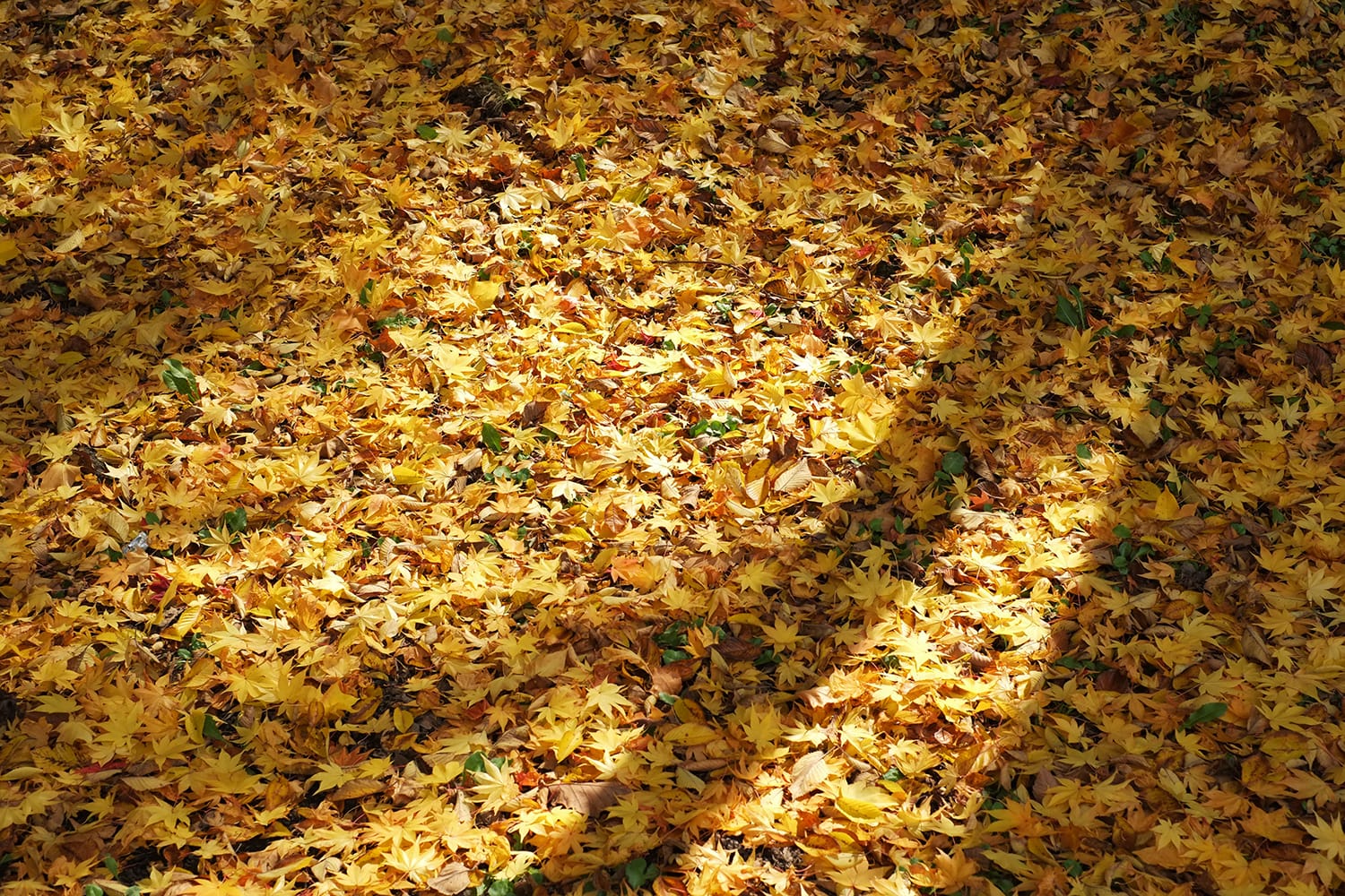 ヤマモミジとアカイタヤの真黄色の落ち葉