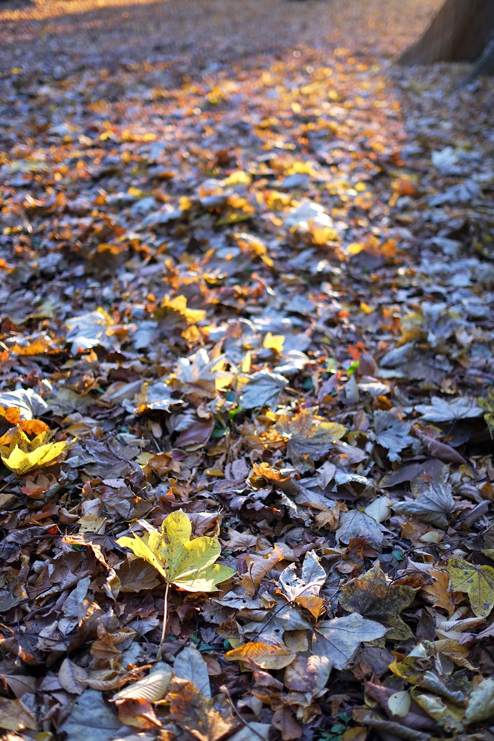 円山公園の枯れ葉の上にハリギリ（センノキ）の落ち葉