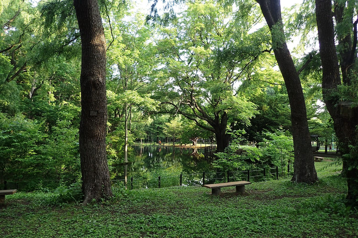 夏の濃い緑に覆われる円山公園の上の池