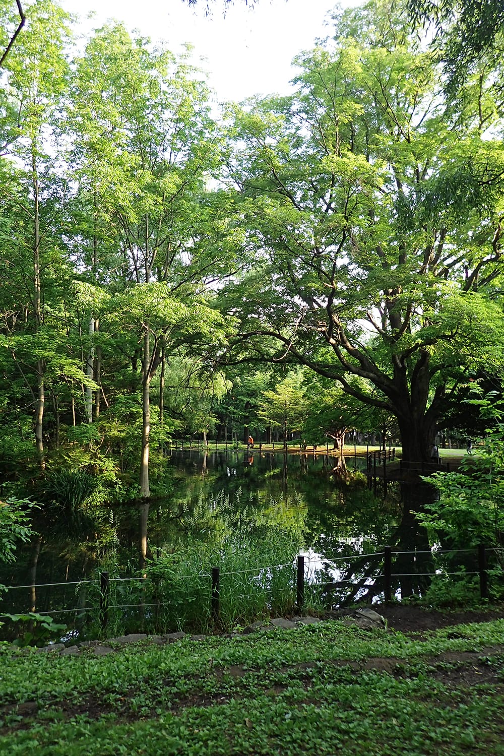 樹々の濃い緑を映す札幌円山公園 上の池