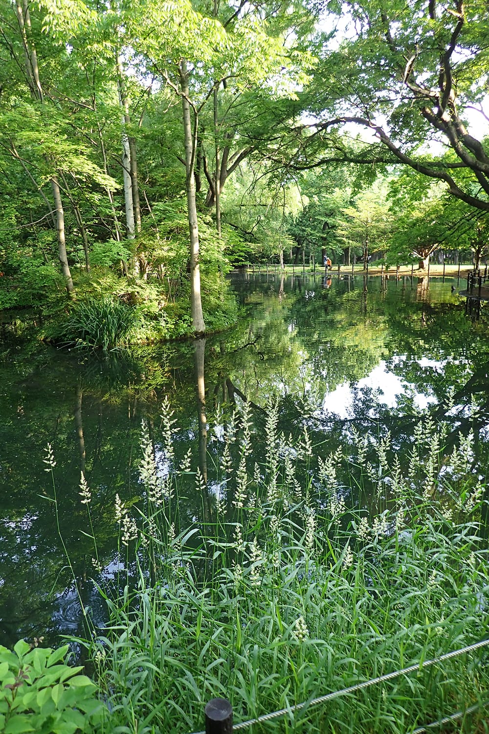 円山公園の上の池の縁で咲く鴨茅（カモガヤ）