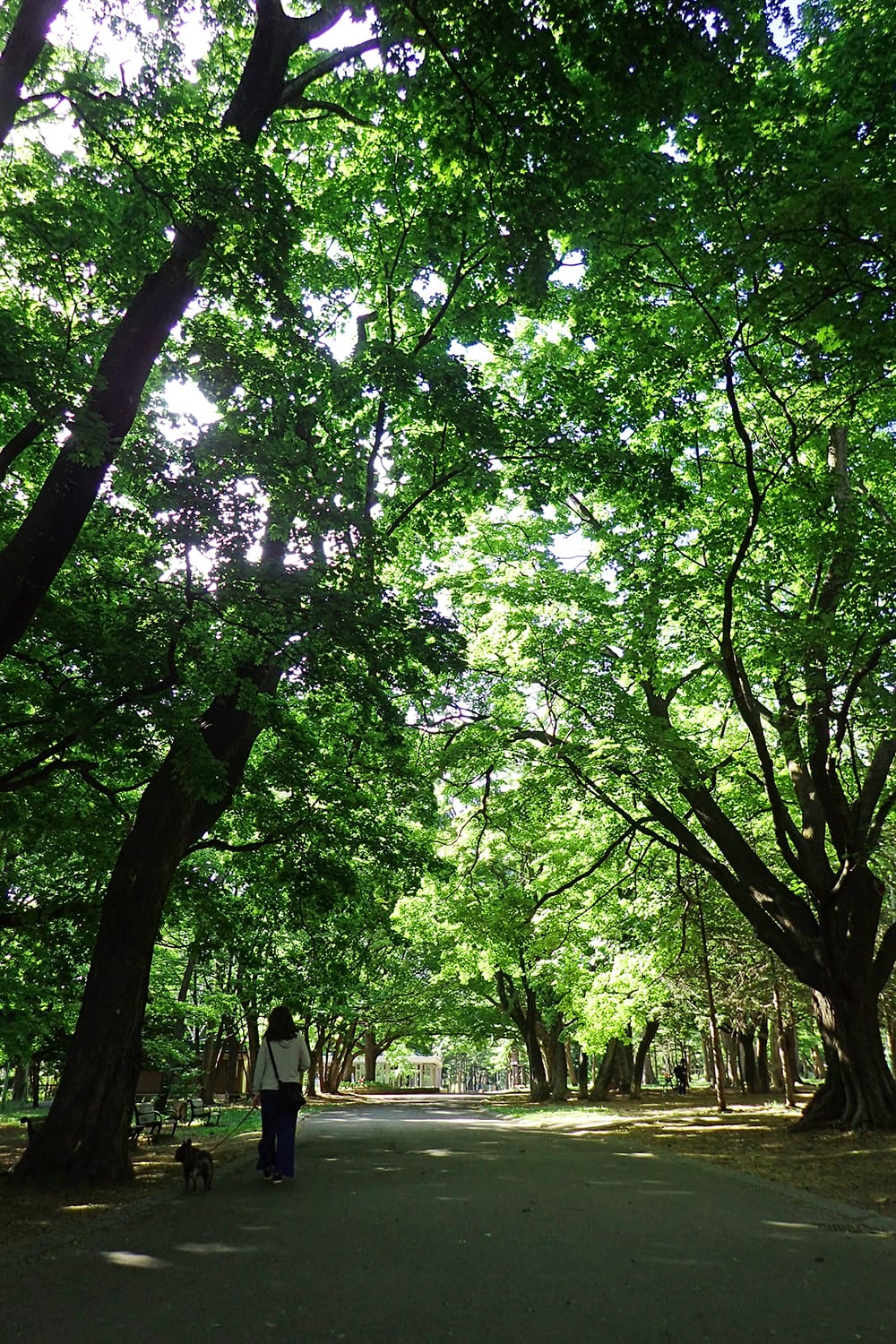 初夏の円山公園の木陰の道