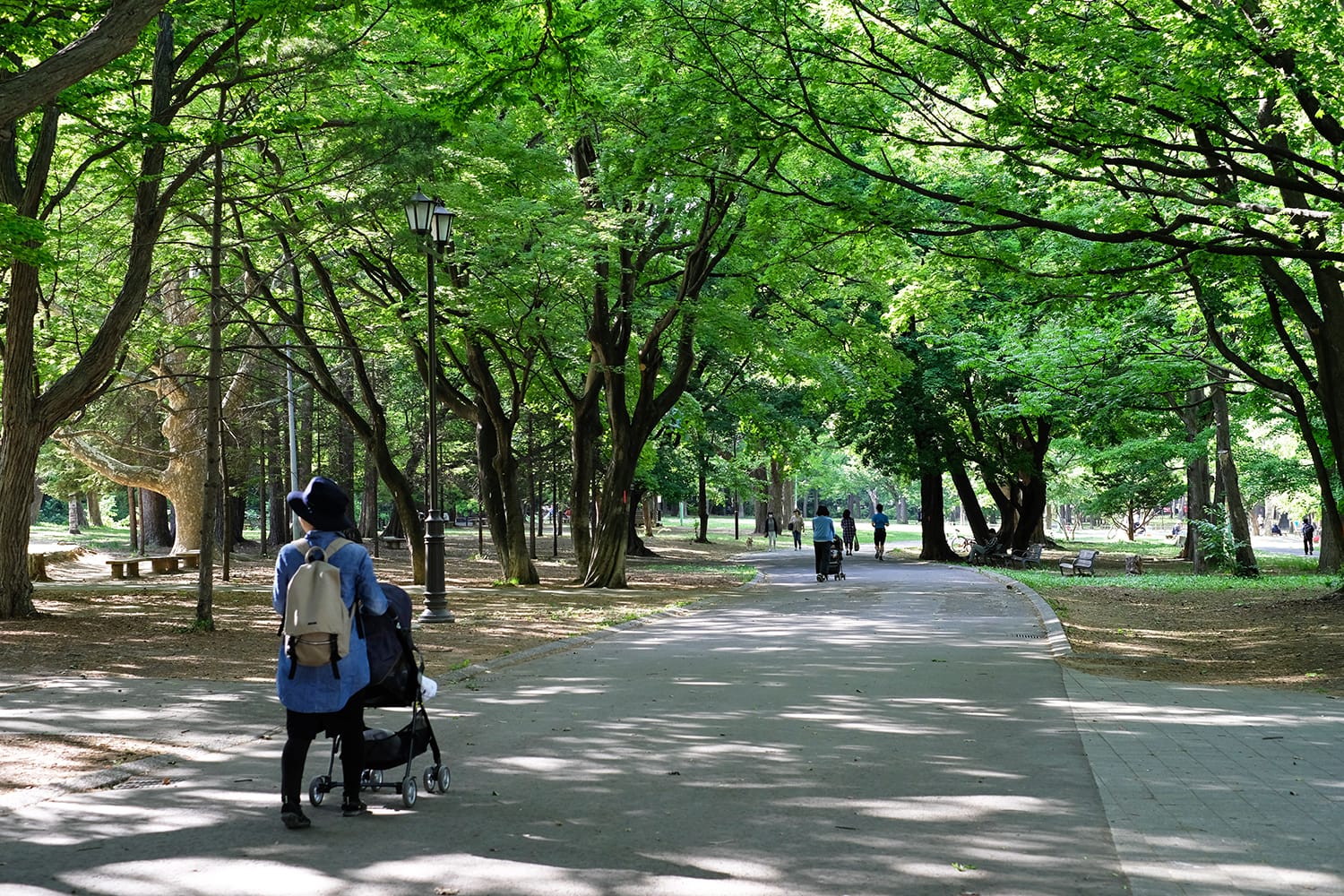 初夏の円山公園の木陰の道を散歩する人達