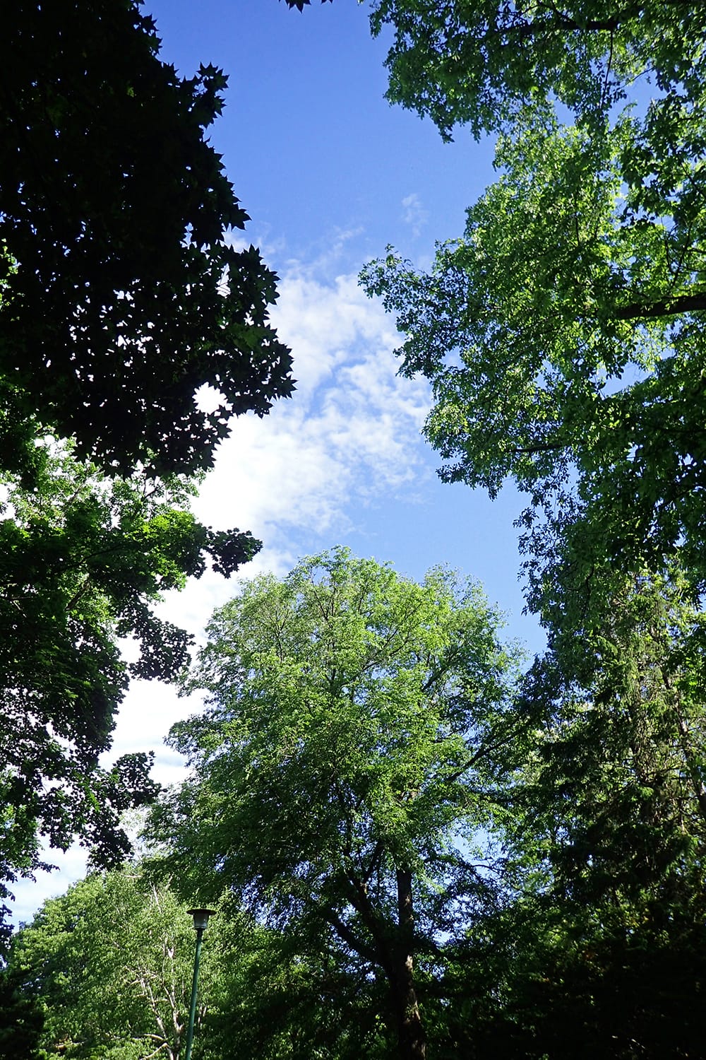 初夏の円山公園の樹々の隙間から青空