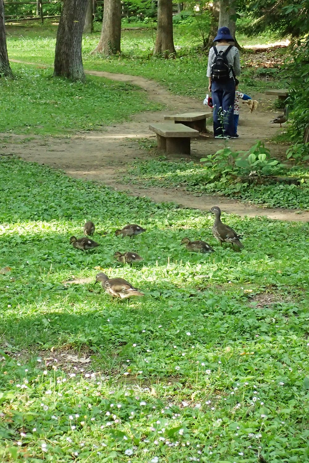 円山公園の芝生の上で餌をついばむ子育て中のオシドリ親子