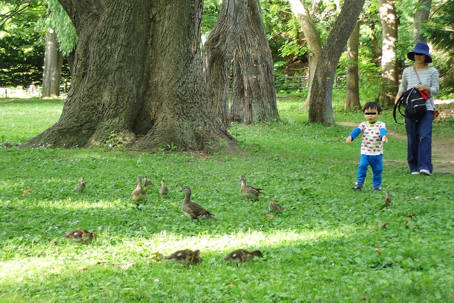 円山公園の芝生の上を歩く子育て中のオシドリ親子とそれを追う子供