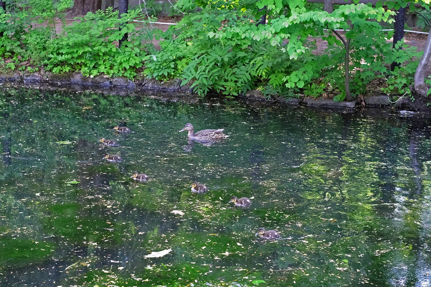 円山公園の上の池で泳ぐ子育て中のマガモの親子