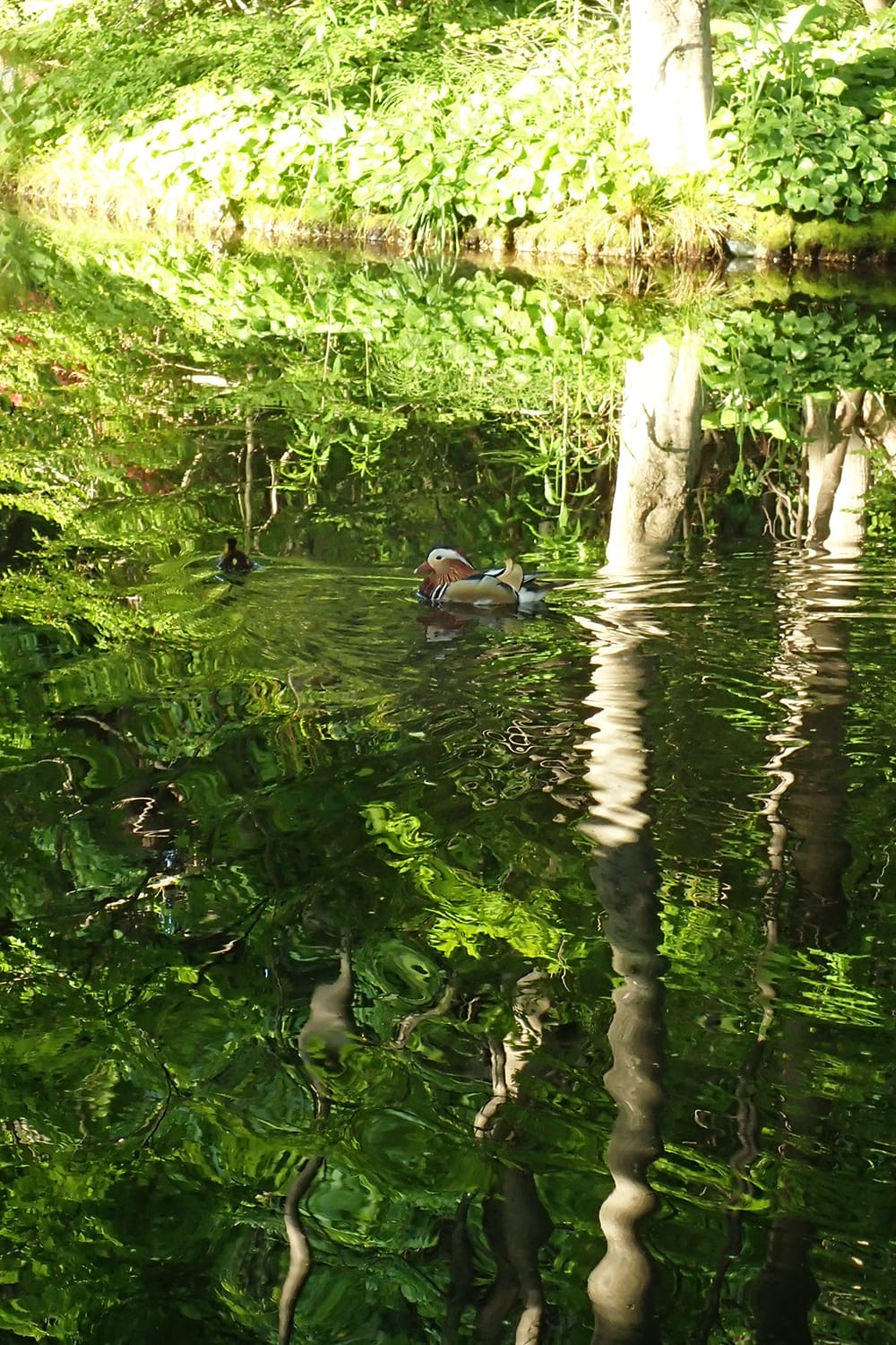 円山公園の上の池で泳ぐ子育て中のオシドリの親子