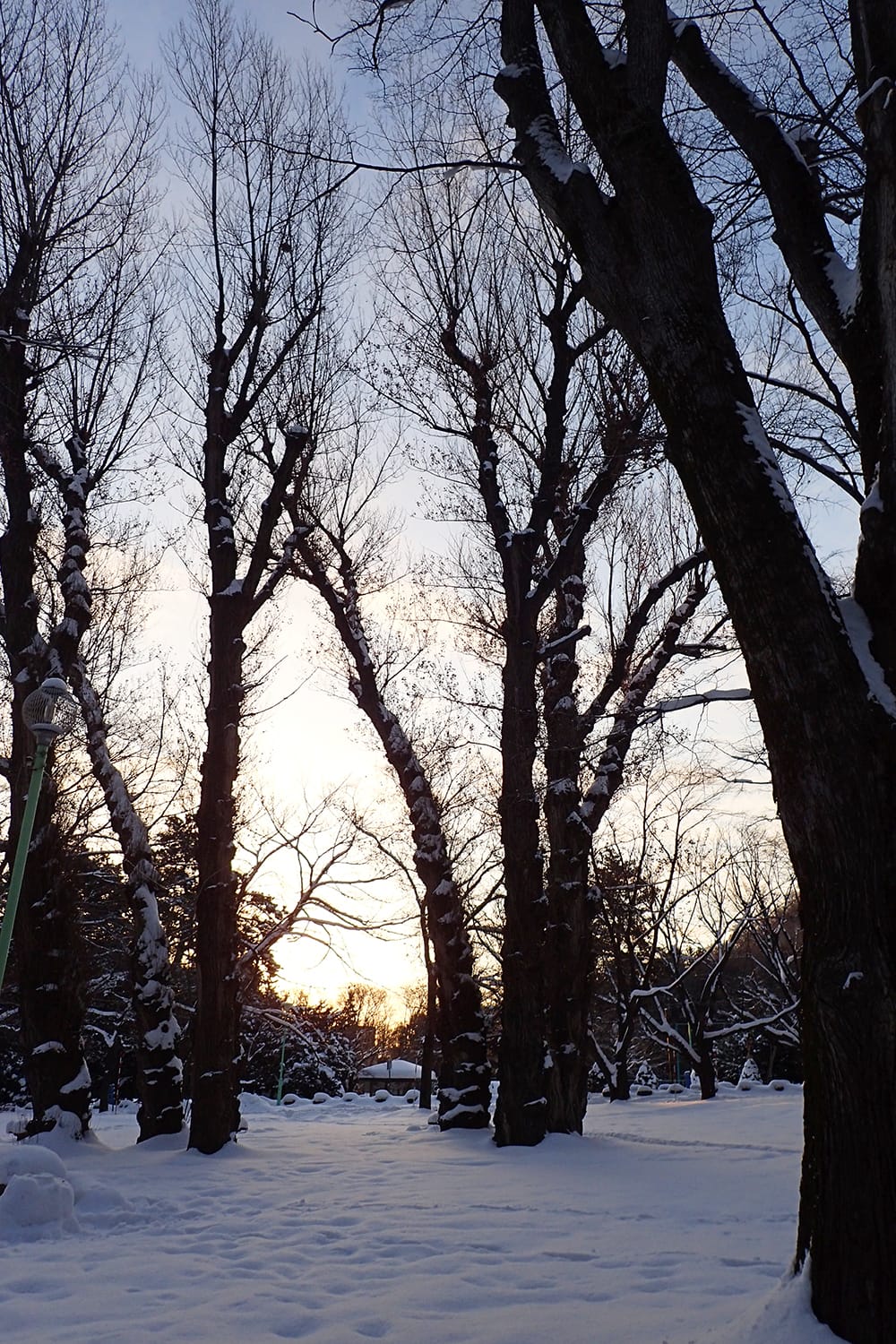 円山公園のポプラと雪と朝焼け