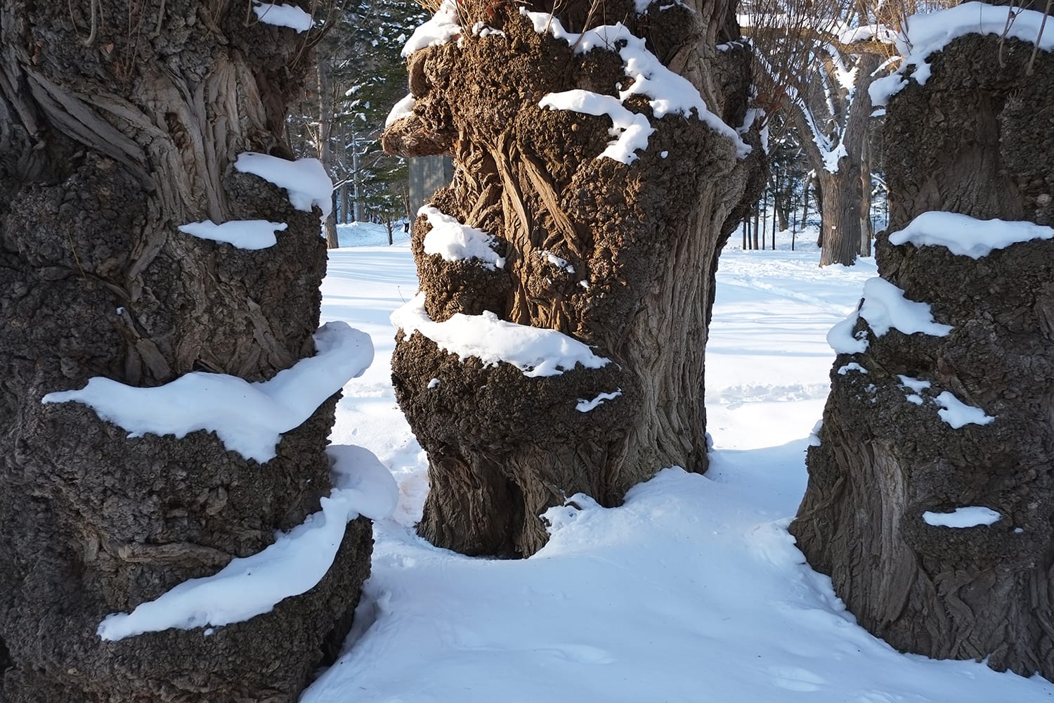 円山公園のポプラの幹瘤に雪が積もる