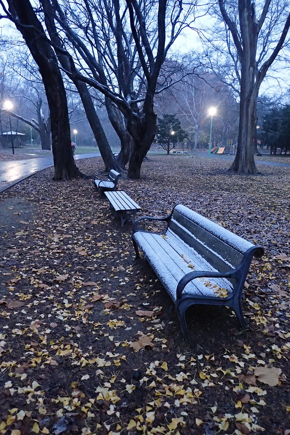 円山公園のベンチに初雪が積もる イチョウの黄色い落ち葉も鮮やかなまま