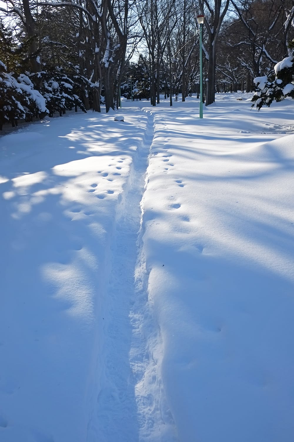 円山公園の雪踏みの小道
