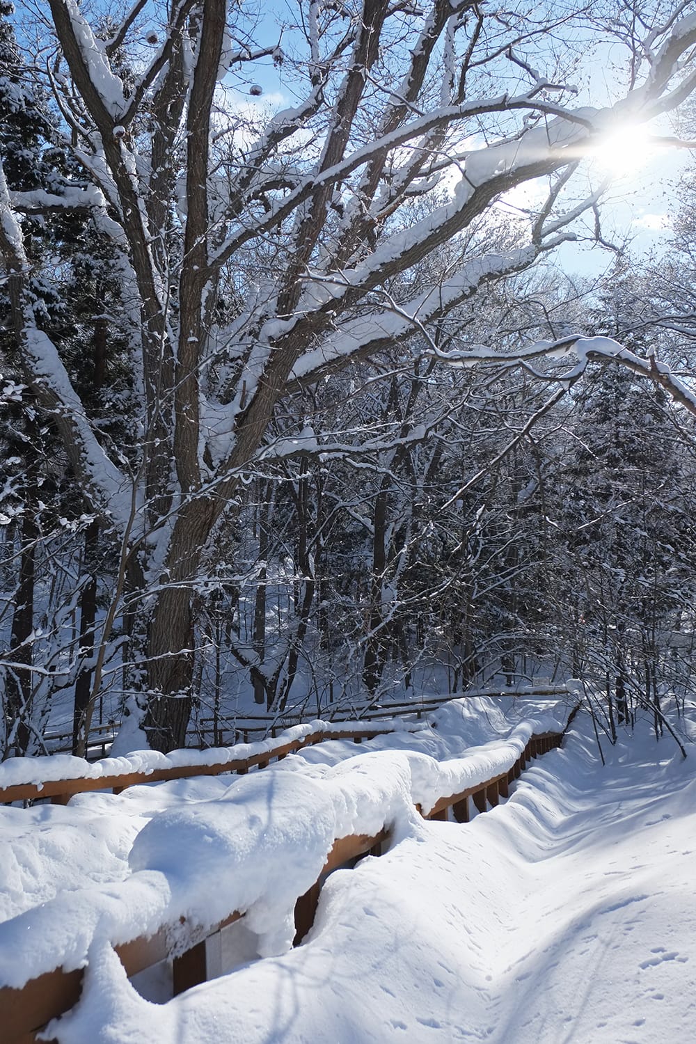 円山の歩道に雪が積もる