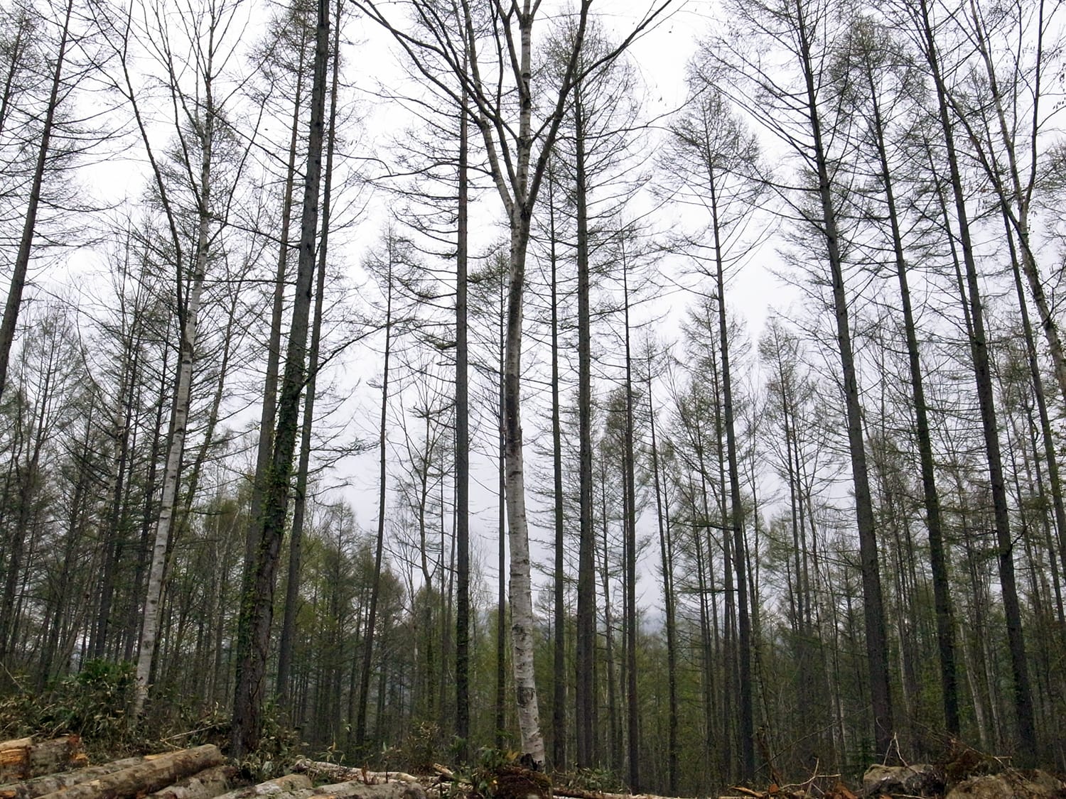除間伐された後の林 植林地