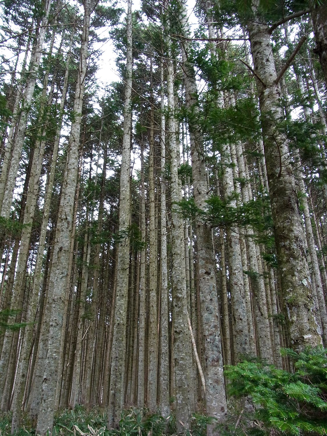 下川町 トドマツ人工林 植栽密度試験林2