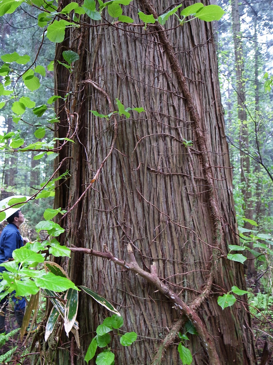 太い幹の道南の杉