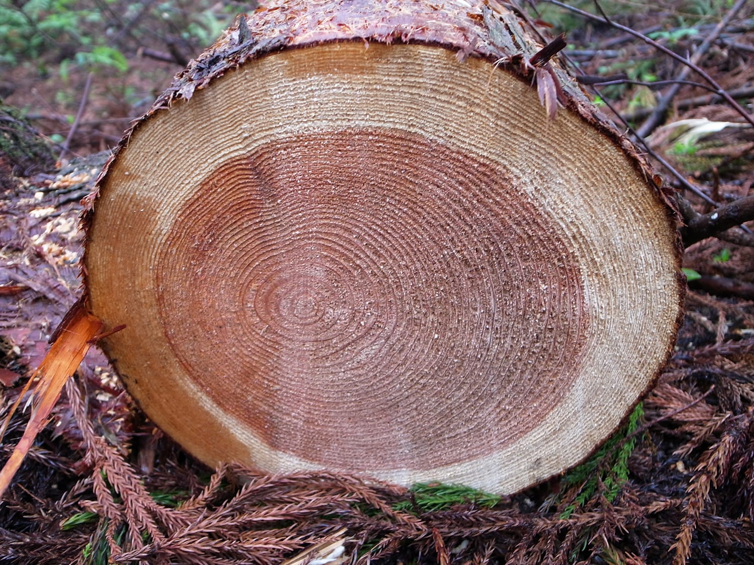 赤と白がはっきりとした杉の年輪 直径40から50センチ