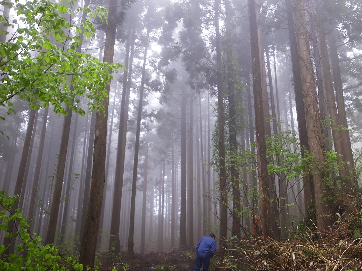 霧が立ち込める北海道・道南の杉の林