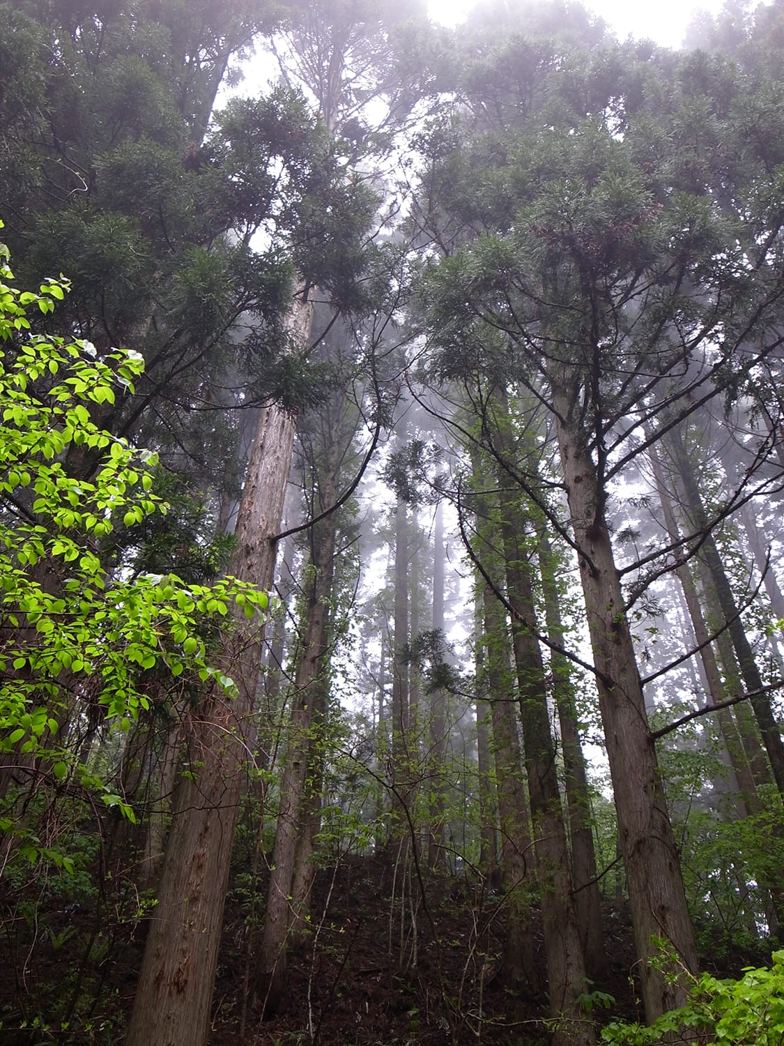北海道 道南の杉の木立ち