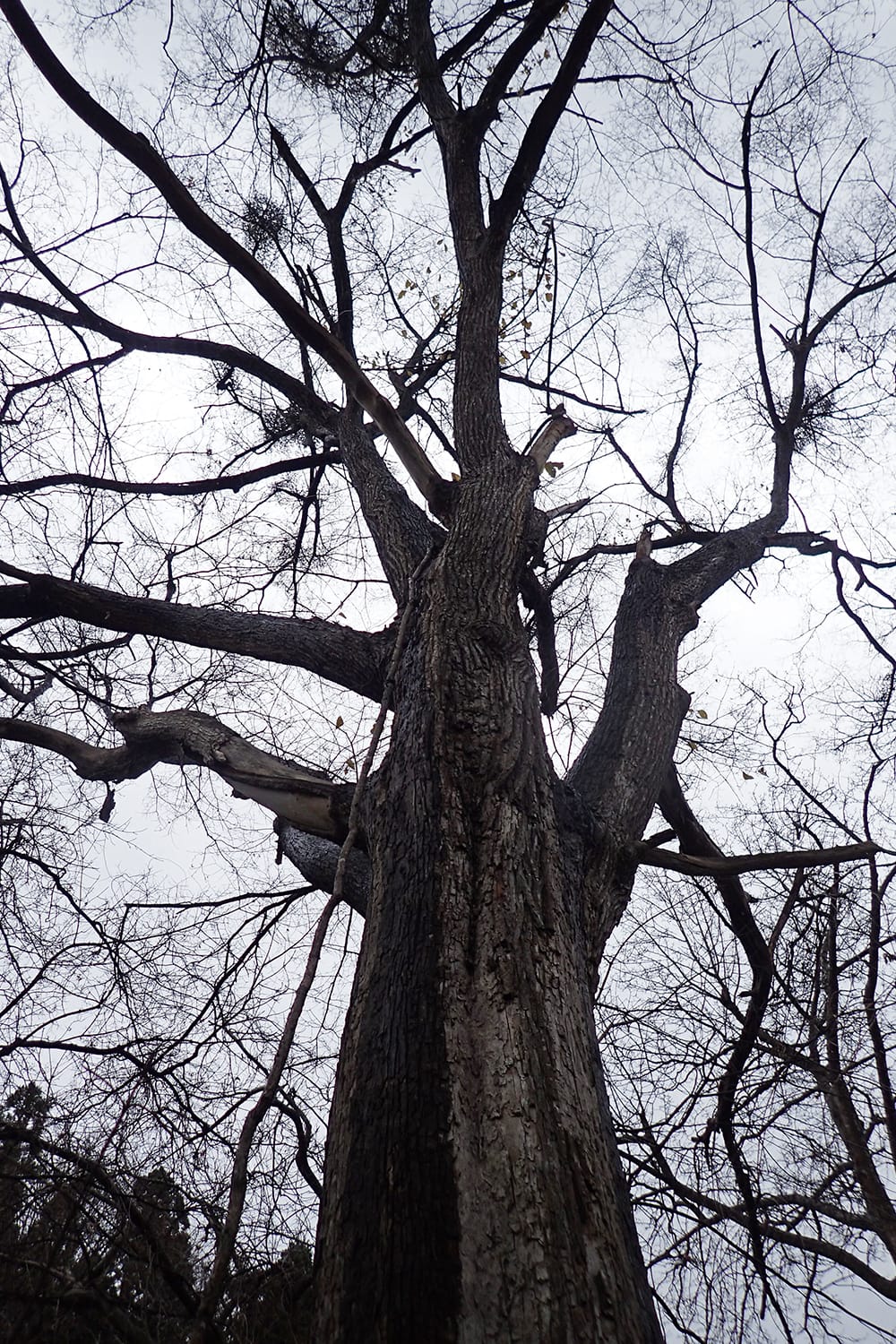 オヒョウにれの巨木を見上げてみる オヒョウニレの樹皮