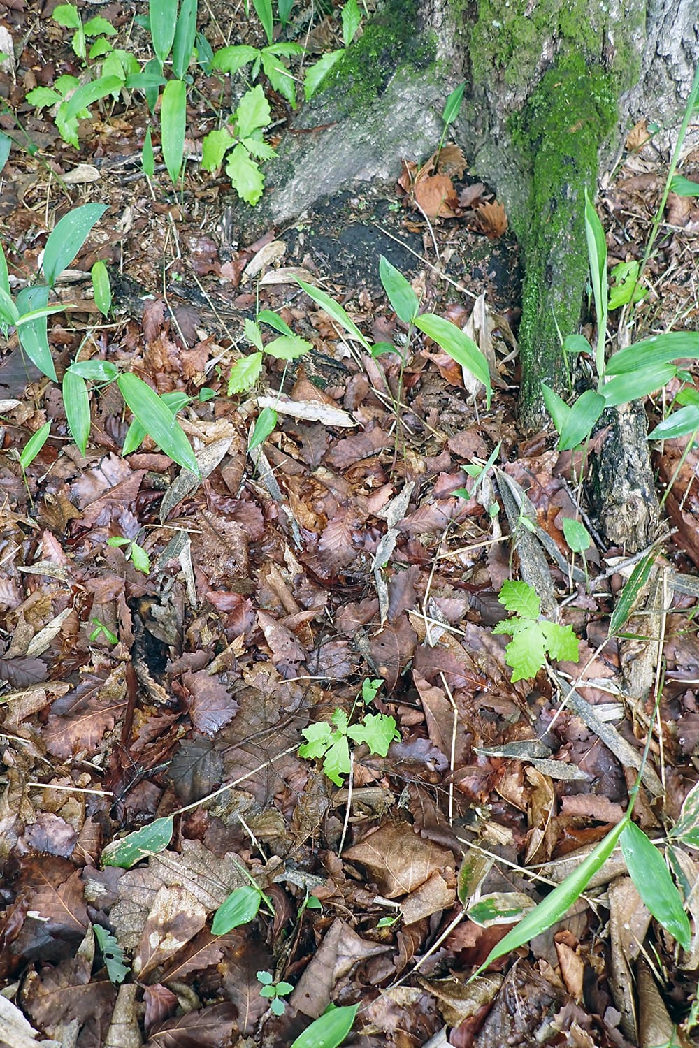 ナラとカシワの林床で新芽が出る