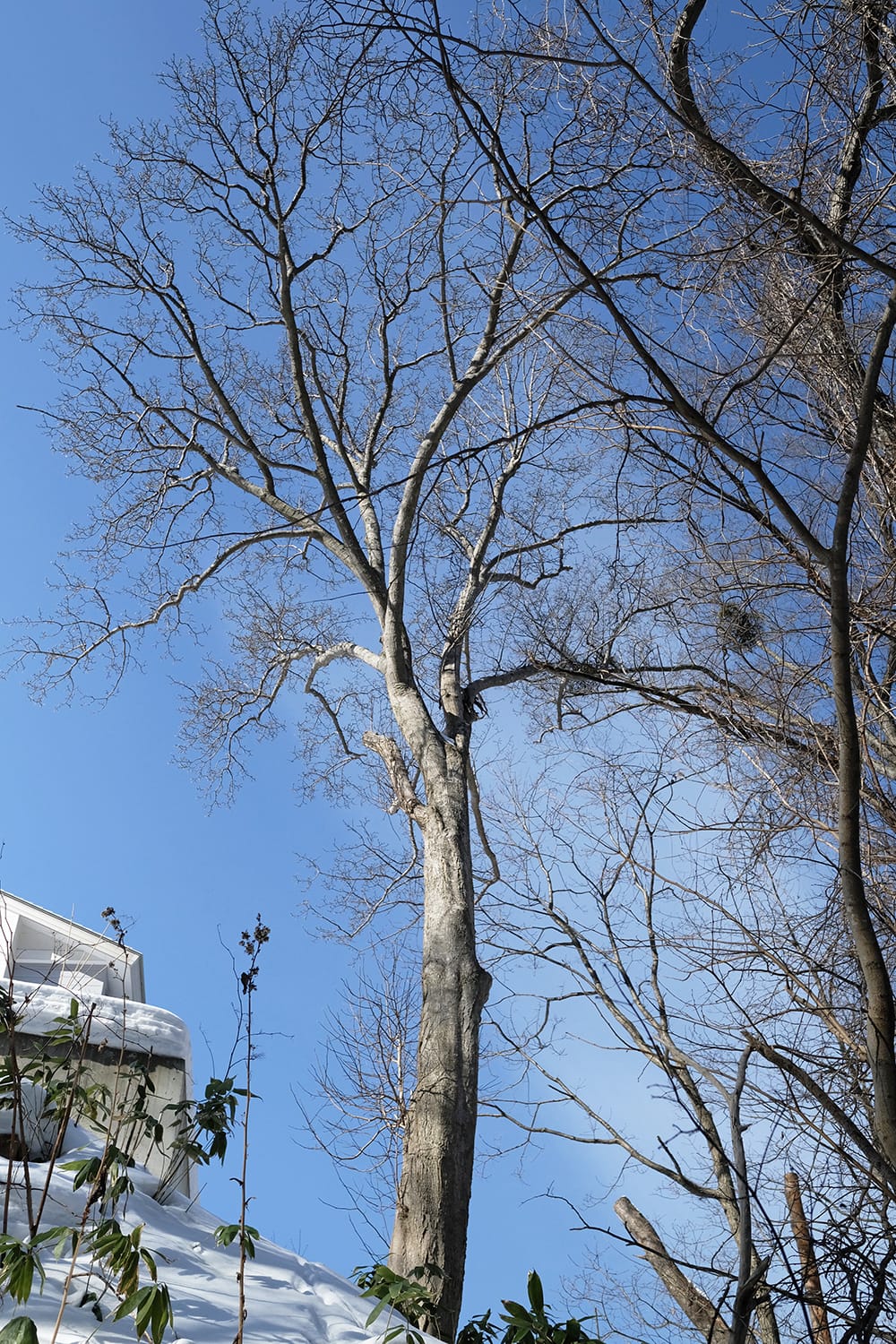 札幌の住宅敷地内にあるキタコブシの大木