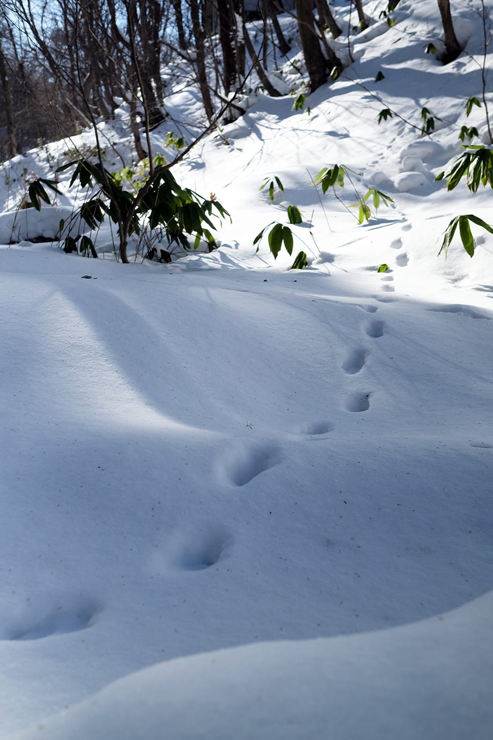 雪の上に残る足跡