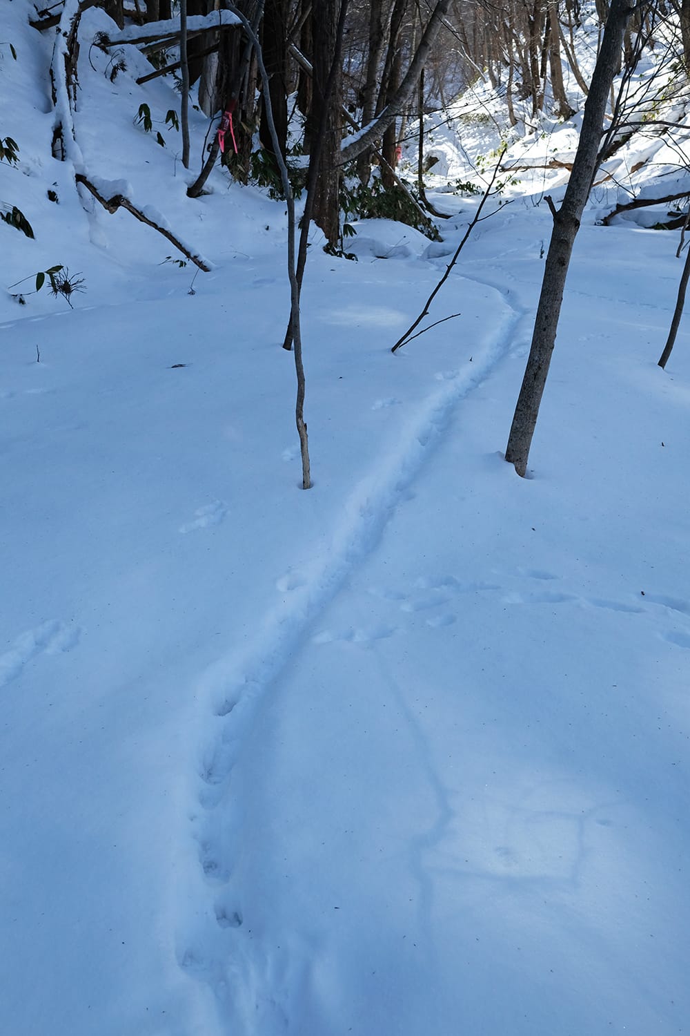 藻岩山の沢に積もる雪の中に刻まれた1本の獣道