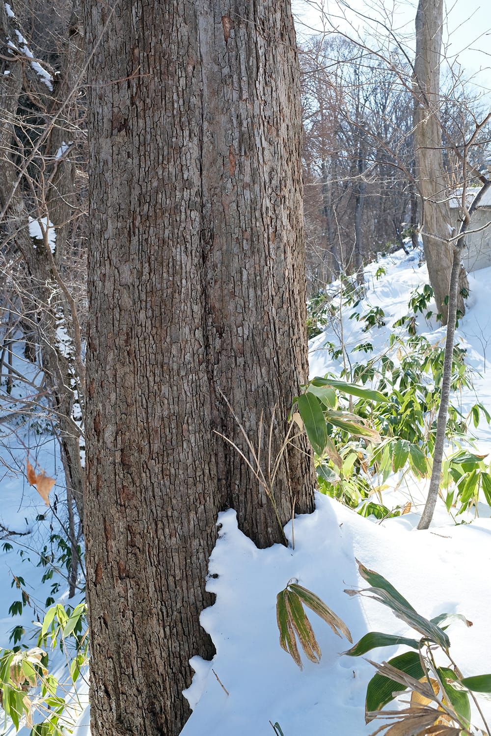 オヒョウニレの幹と樹皮