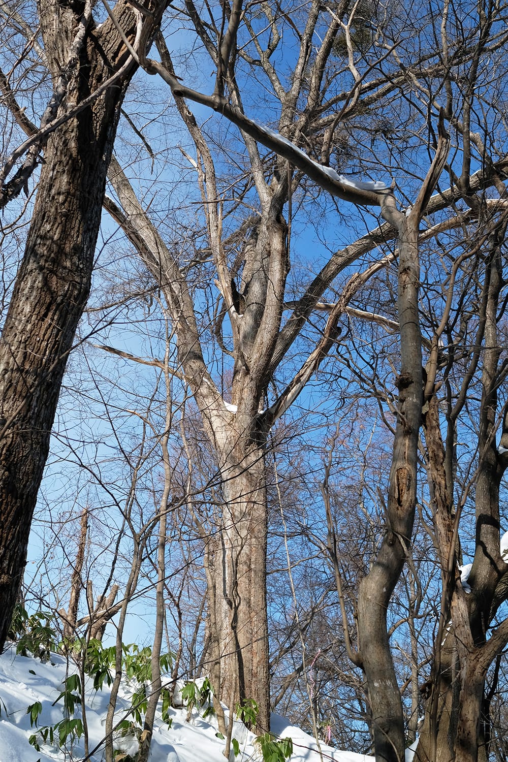 札幌の住宅敷地内に立つオヒョウニレの巨木